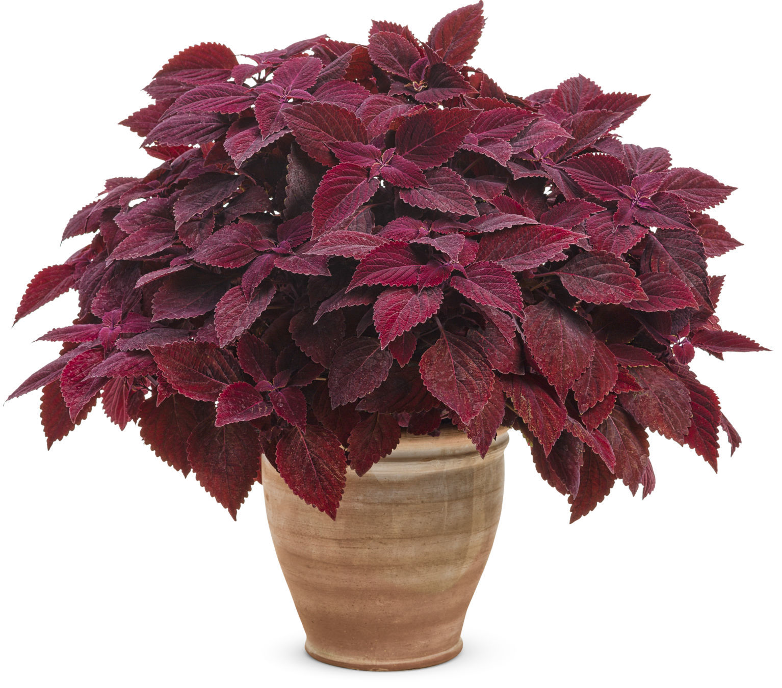 coleus_colorblaze_rediculous_mono.jpg